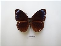 藏品(雙標紫斑蝶)的圖片